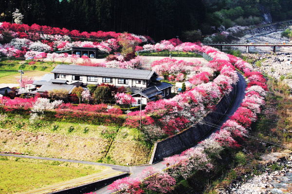 春の旅館周辺